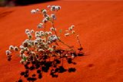 Wildblume im Wüstensand-2-15 SandWildflowr.jpg